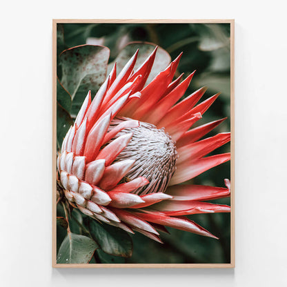Moody Protea