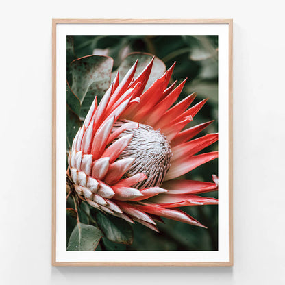 Moody Protea