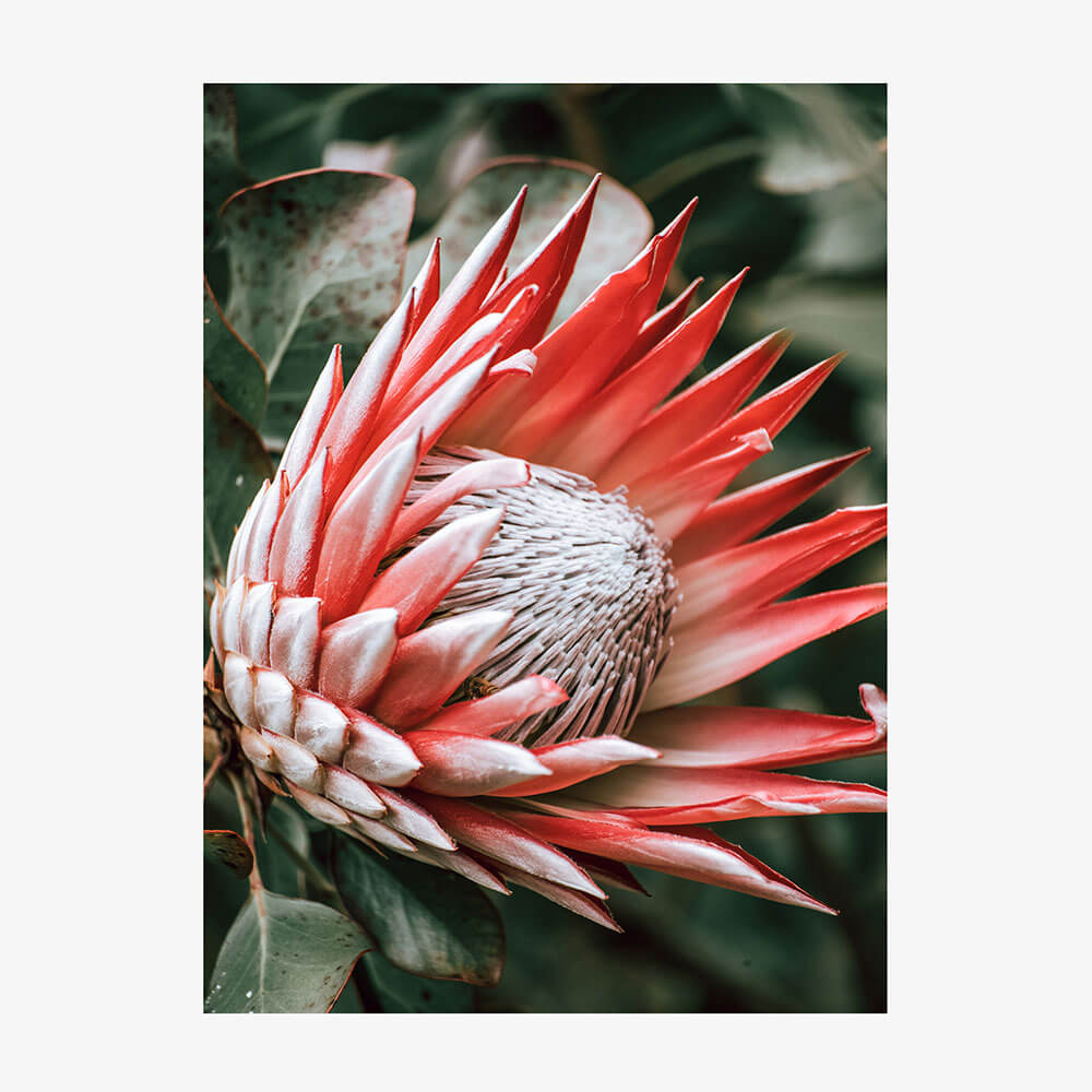 Moody Protea