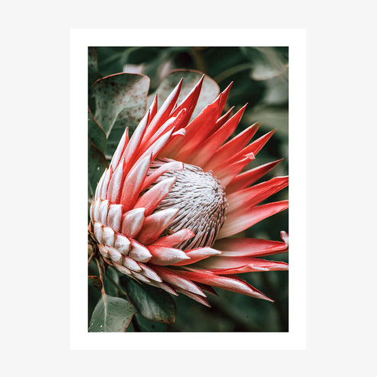 Moody Protea