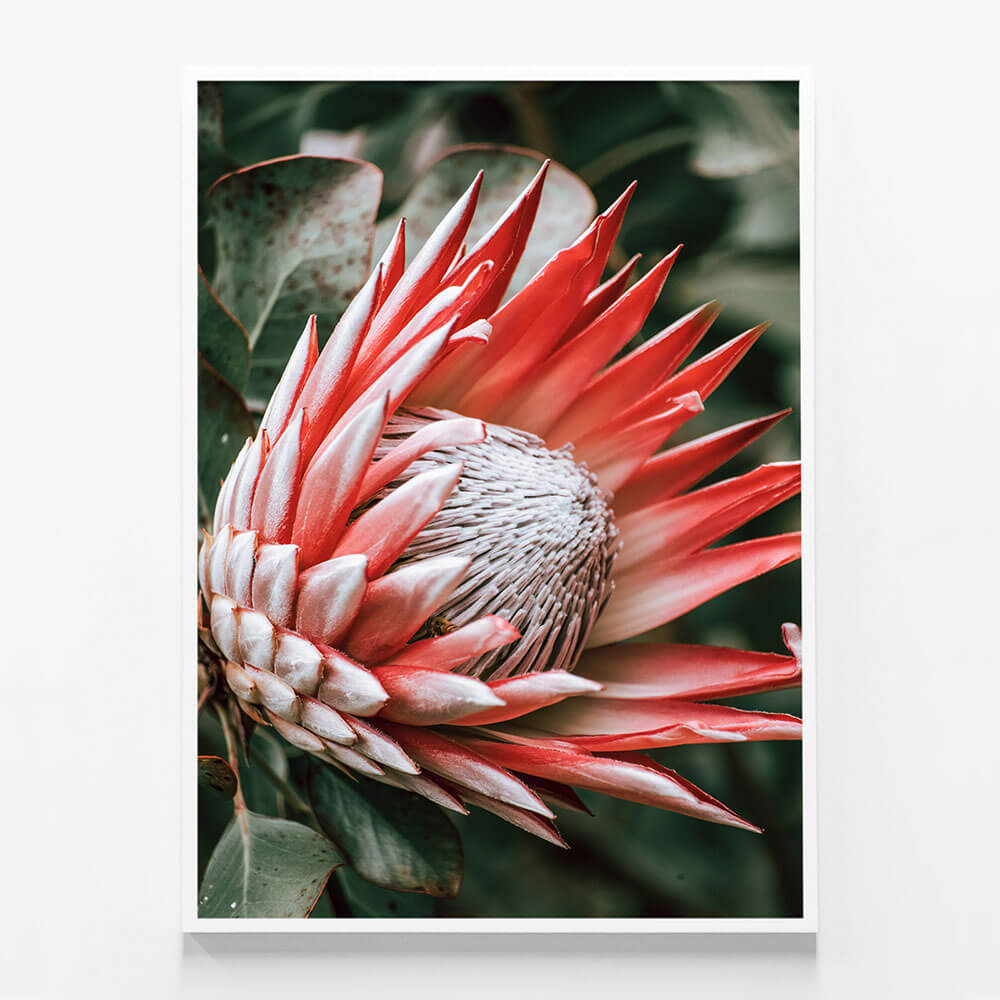 Moody Protea