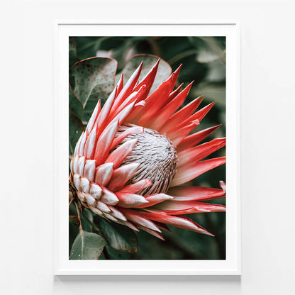Moody Protea