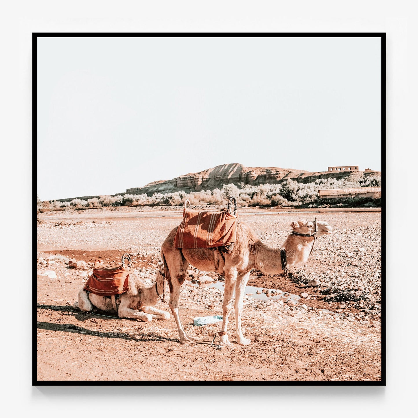 Moroccan Camels Canvas