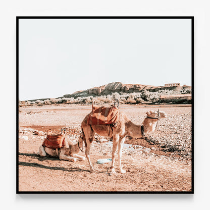 Moroccan Camels Canvas