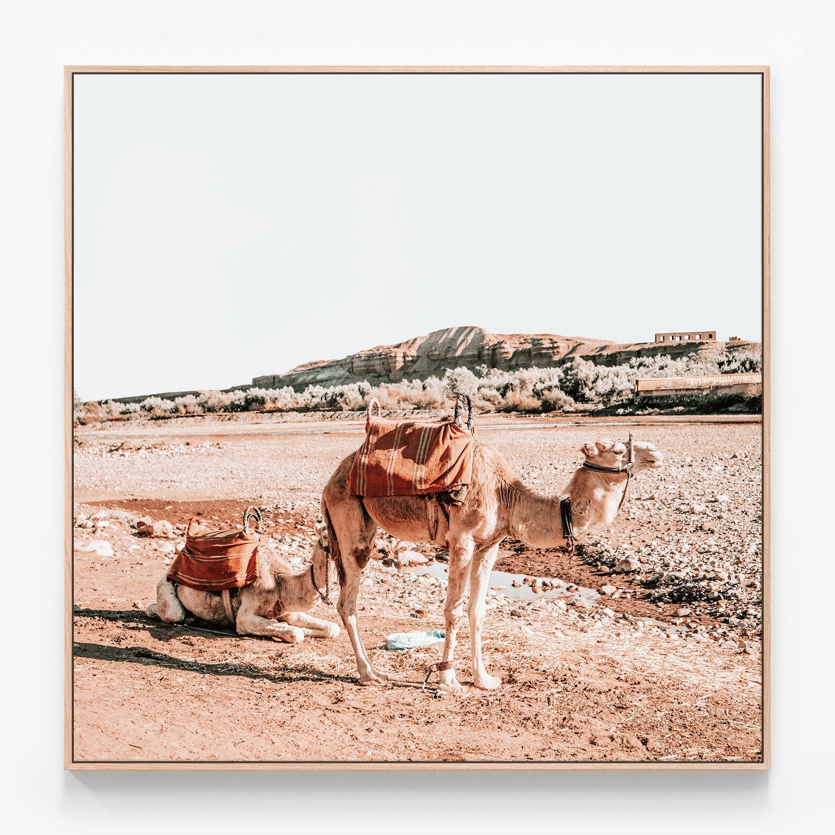 Moroccan Camels Canvas print in oak frame