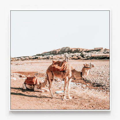Moroccan Camels Canvas