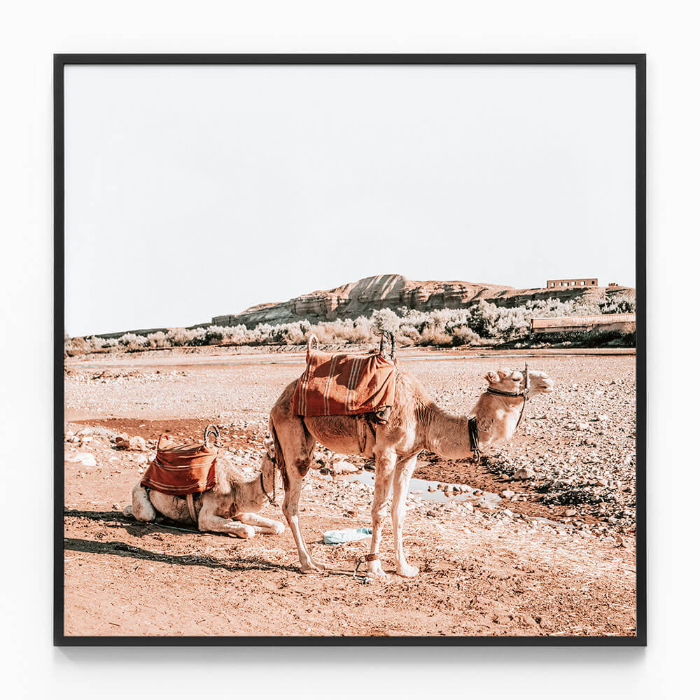 Moroccan Camels