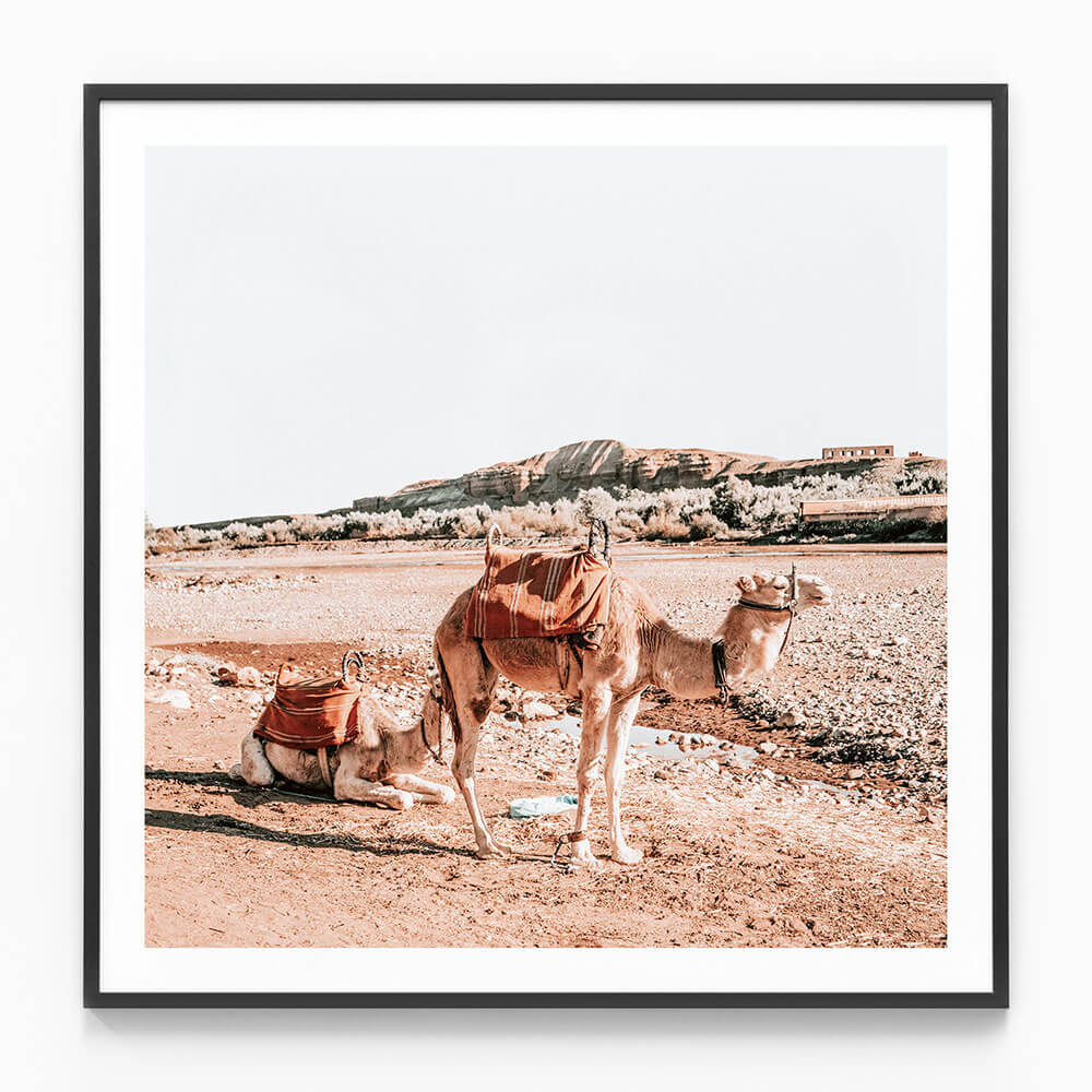 Moroccan Camels