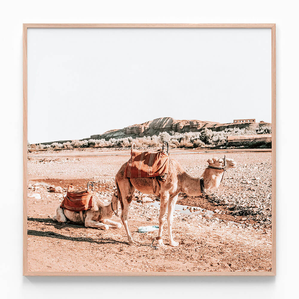 Moroccan Camels