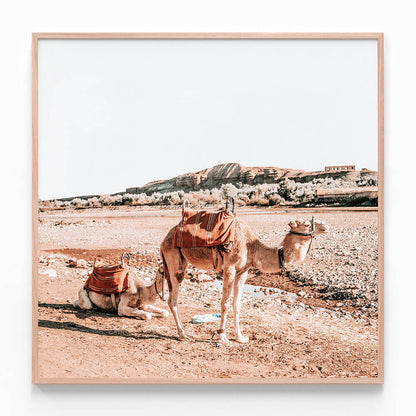 Moroccan Camels