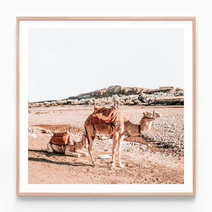 Moroccan Camels