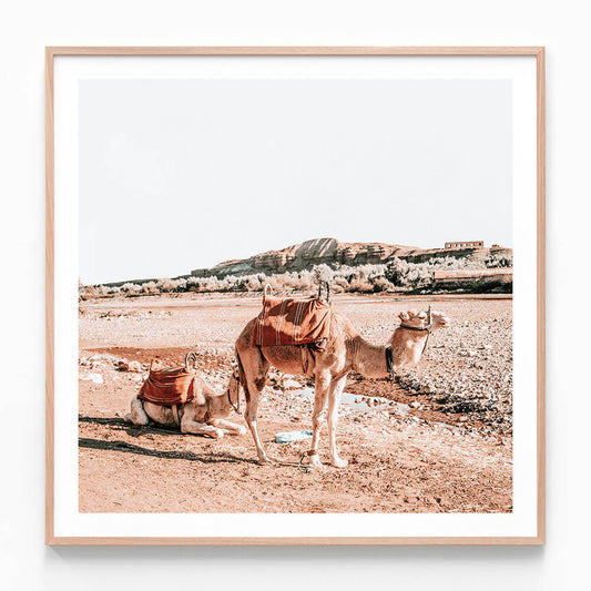 Moroccan Camels