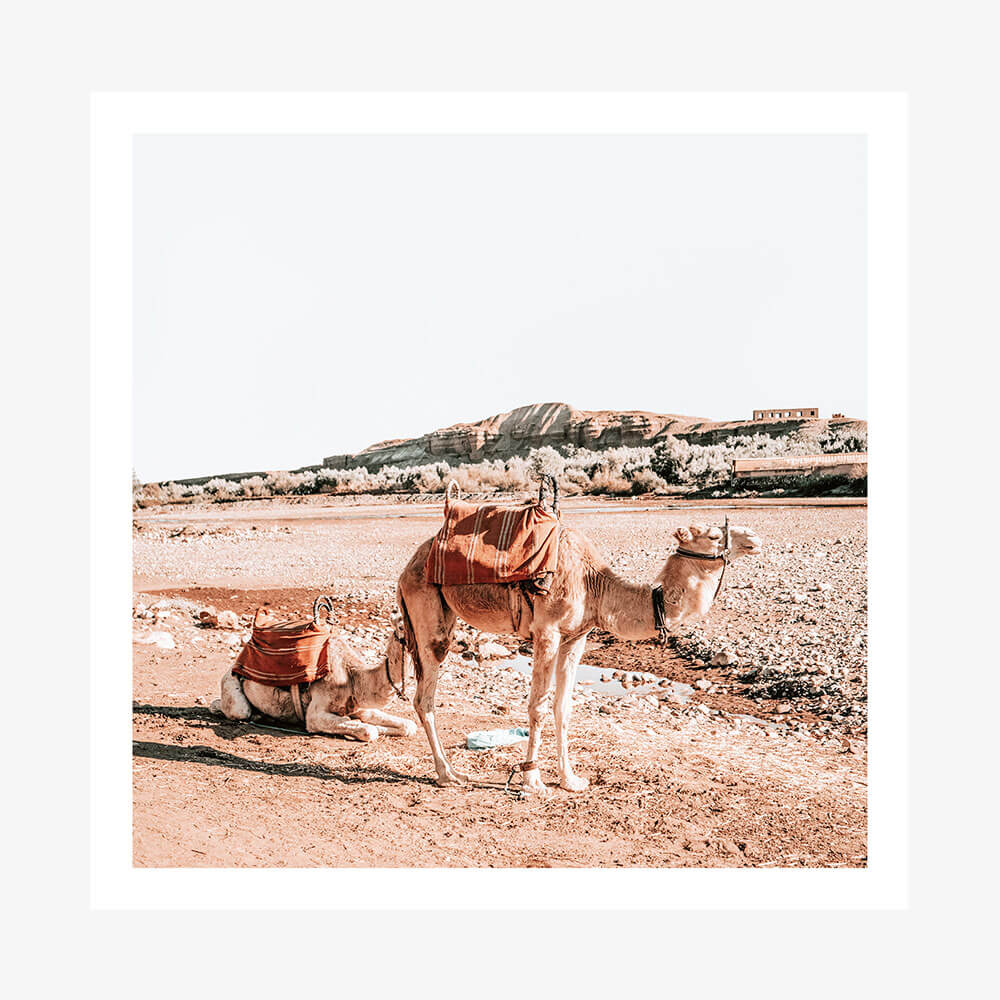Moroccan Camels