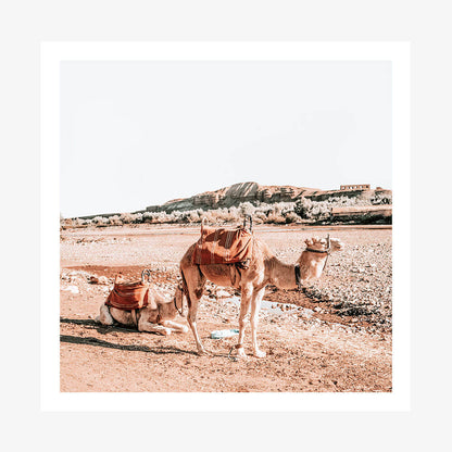 Moroccan Camels