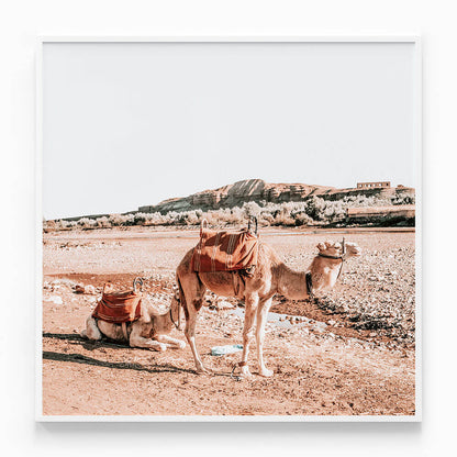 Moroccan Camels