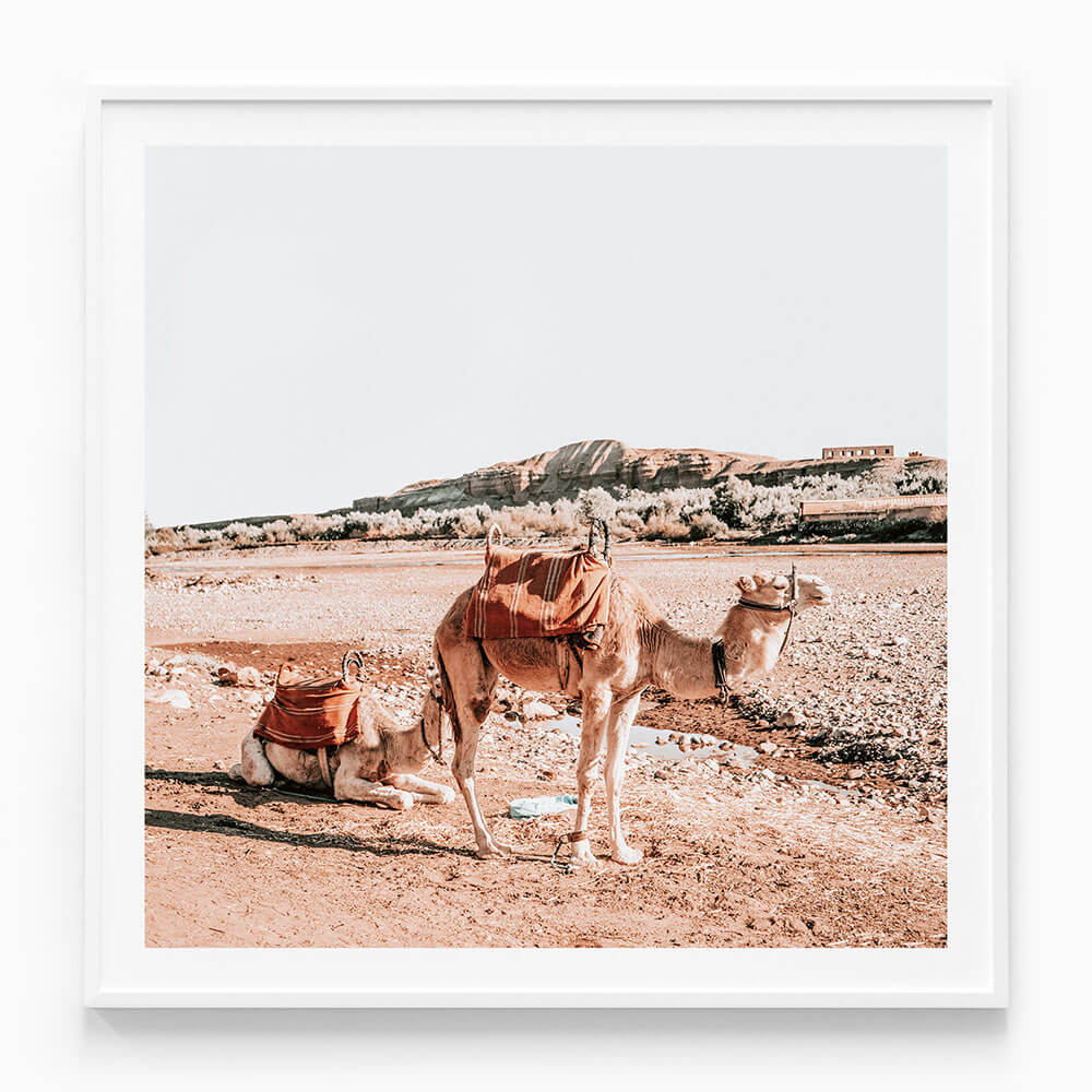 Moroccan Camels