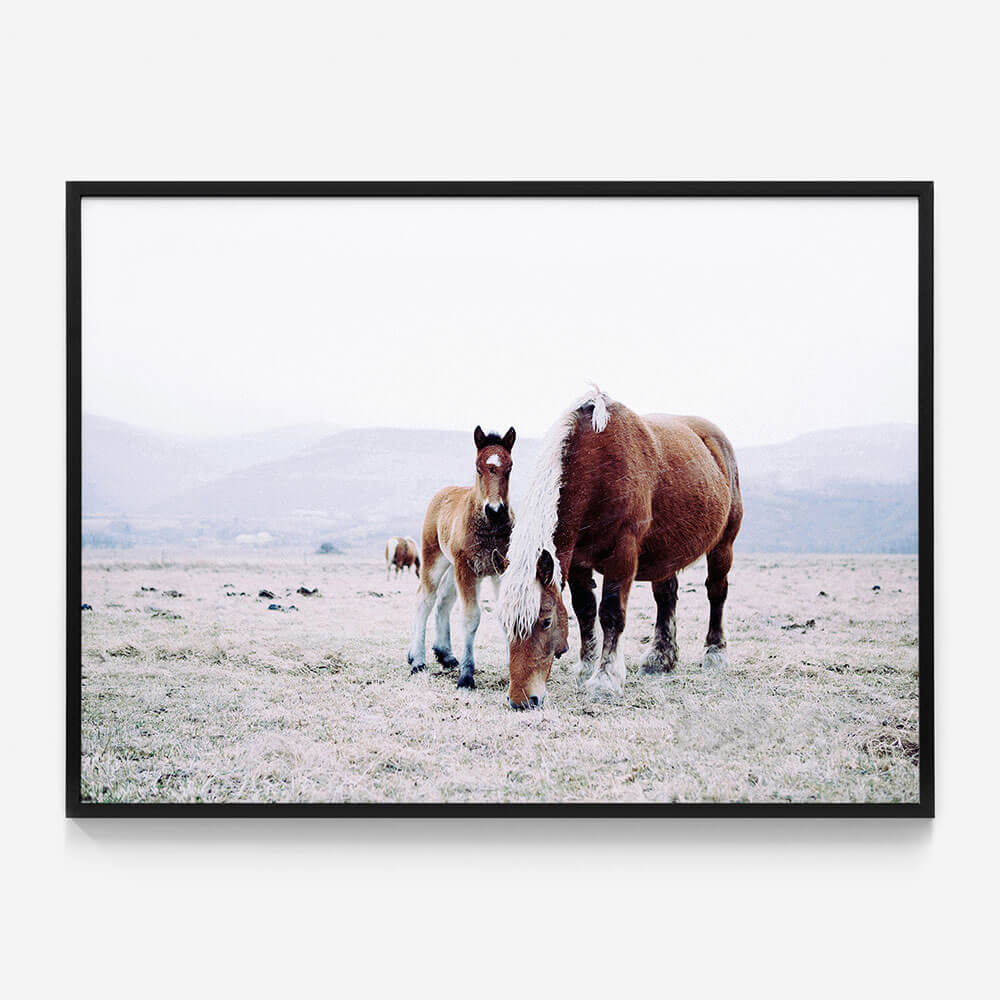 Mother & Foal