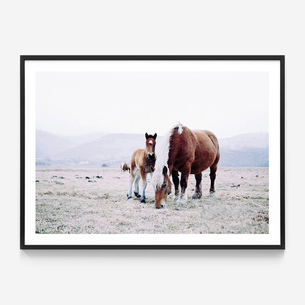 Mother & Foal