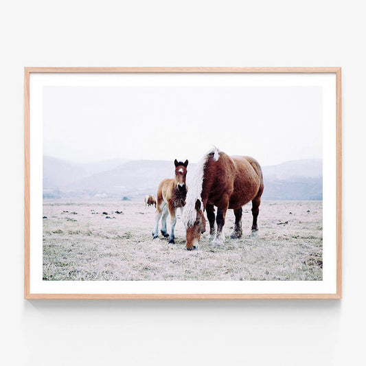 Mother & Foal