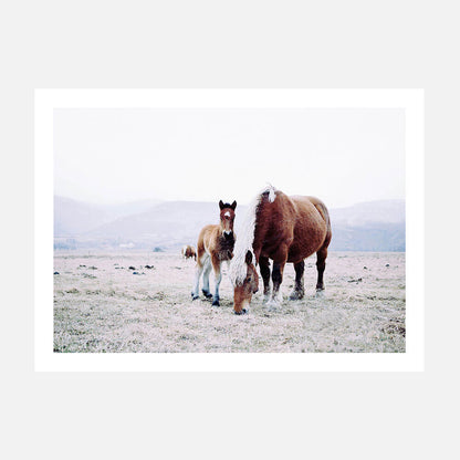 Mother & Foal