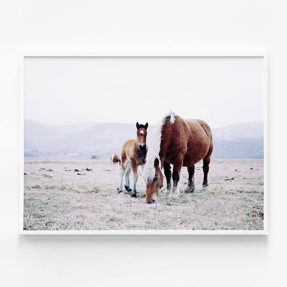 Mother & Foal