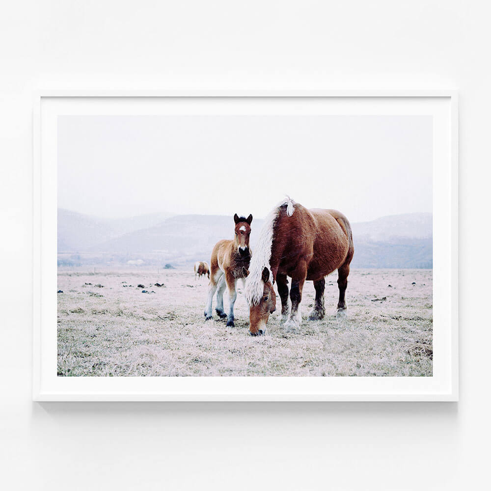 Mother & Foal