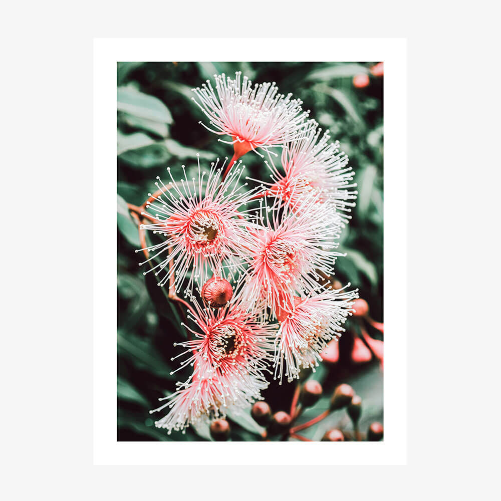 Native Beauty