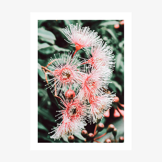 Native Beauty