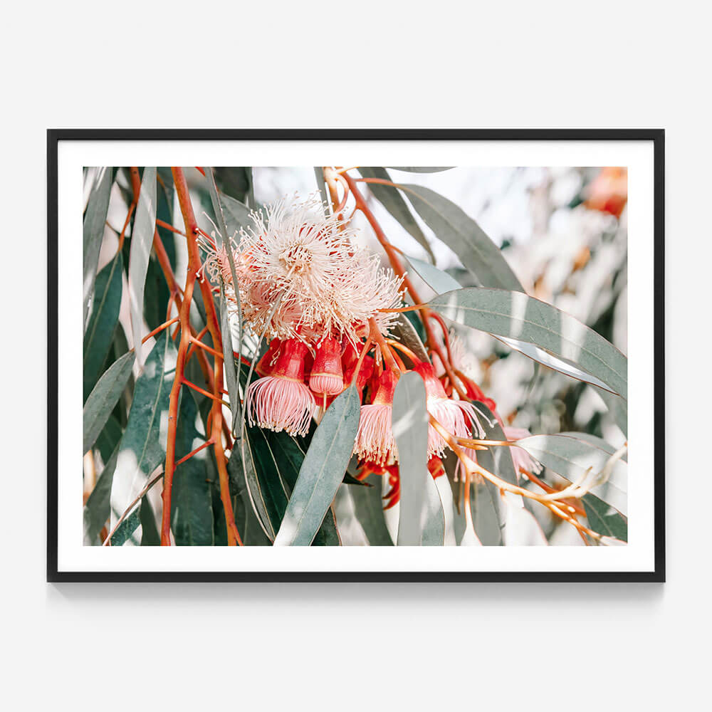 Native Blooms