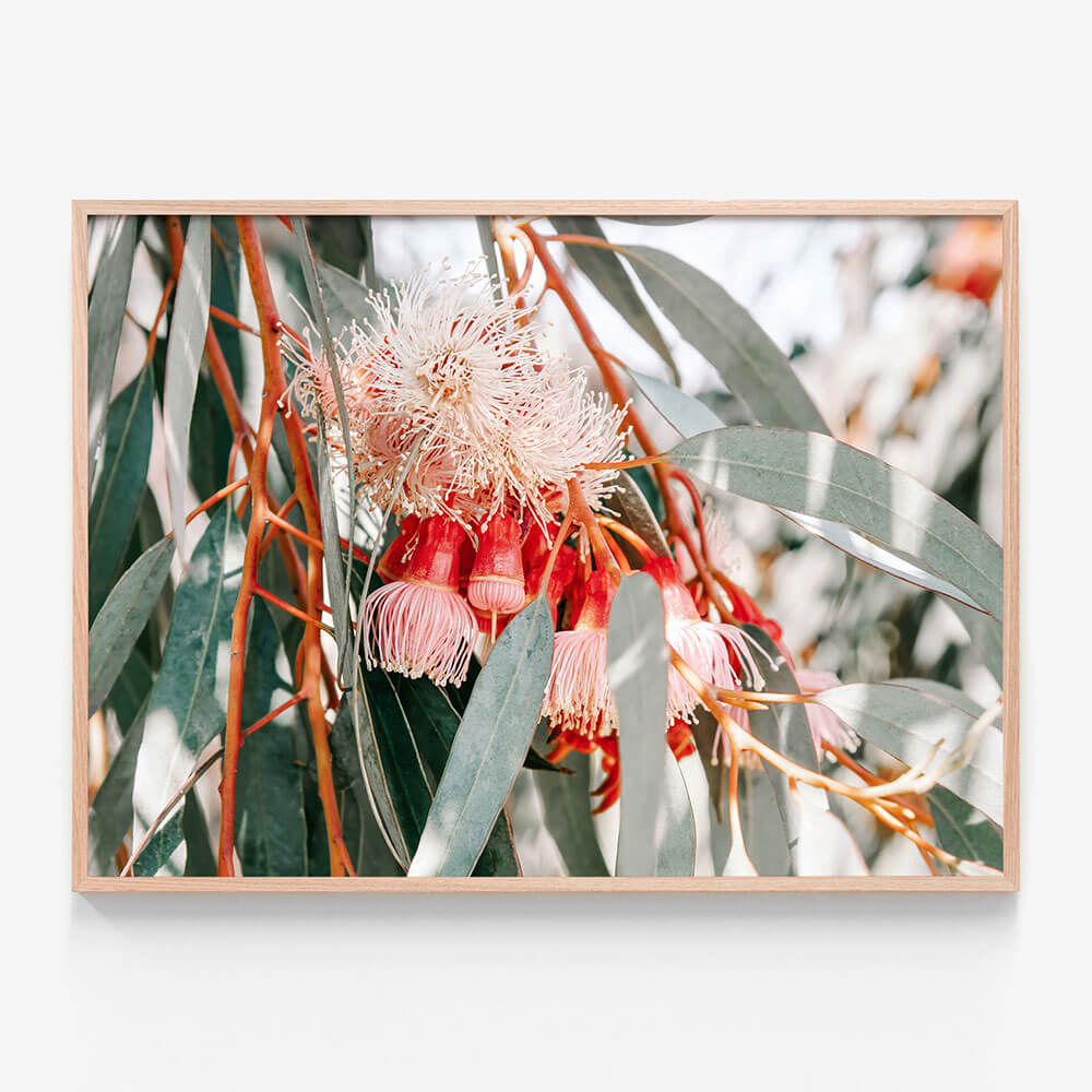Native Blooms
