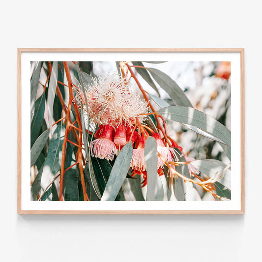 Native Blooms