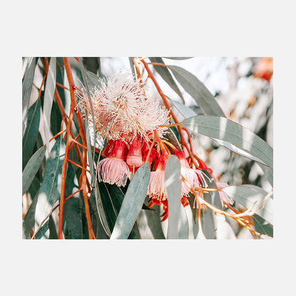 Native Blooms