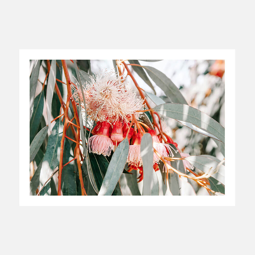 Native Blooms