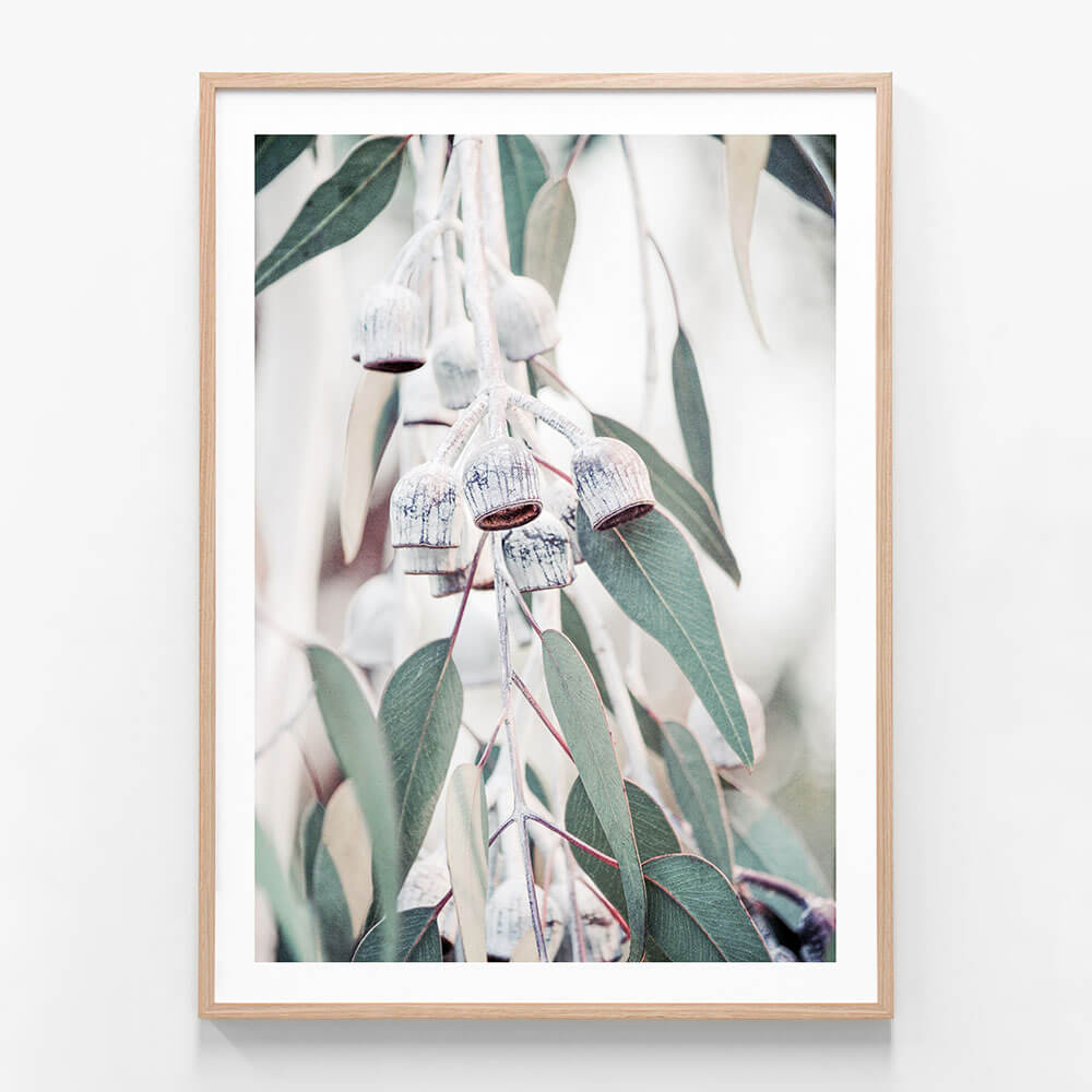 A framed photographic print featuring a eucalyptus tree with green leaves and white flowers, typical of native Australian flora.