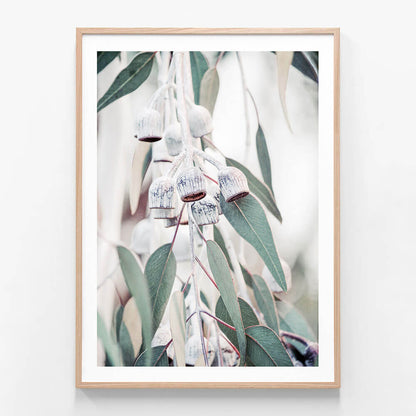 A framed photographic print featuring a eucalyptus tree with green leaves and white flowers, typical of native Australian flora.