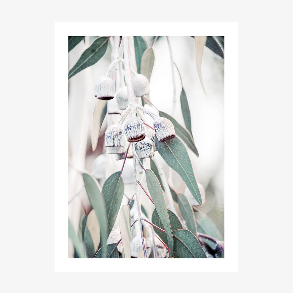 A photographic print featuring a eucalyptus tree with green leaves and white flowers, typical of native Australian flora.