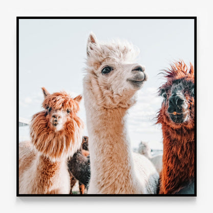 No Drama Llama Canvas