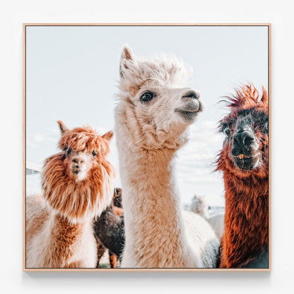 No Drama Llama Canvas print in oak frame
