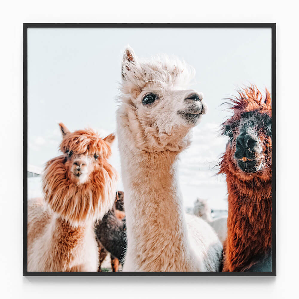 No Drama Llama