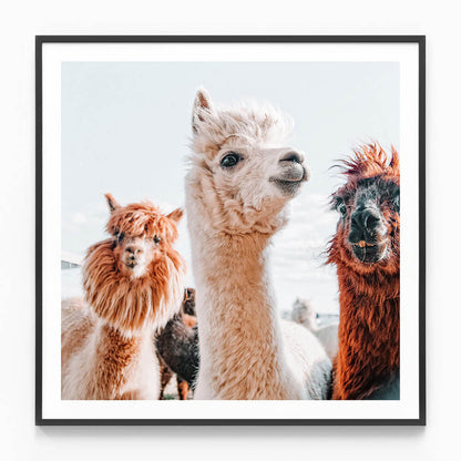 No Drama Llama
