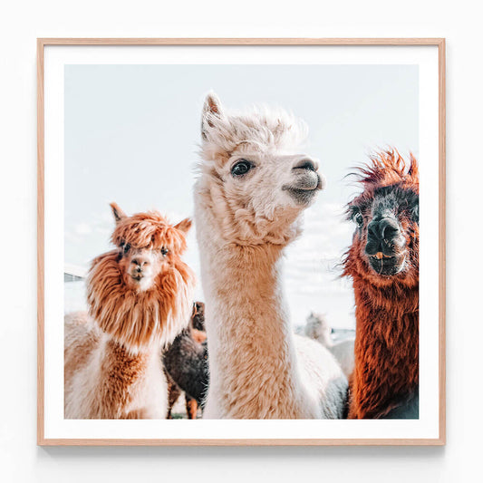 No Drama Llama