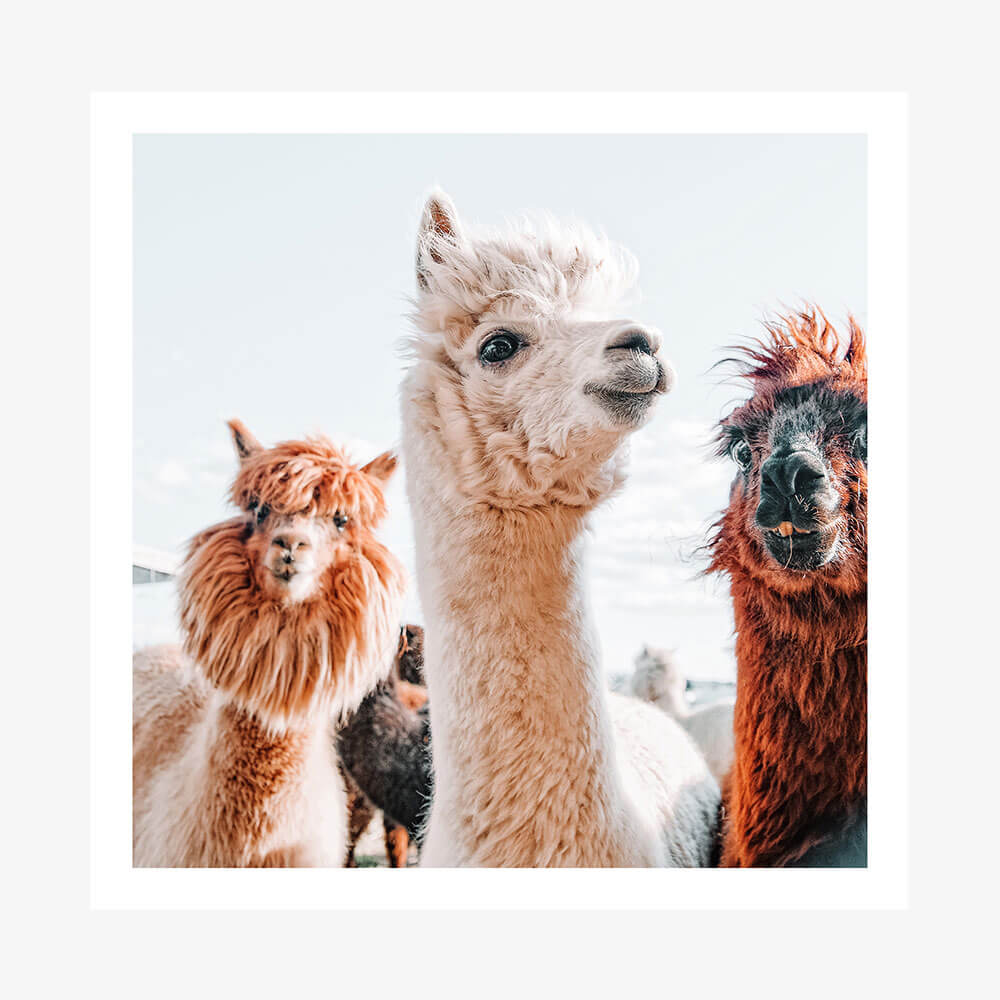 No Drama Llama