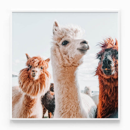 No Drama Llama