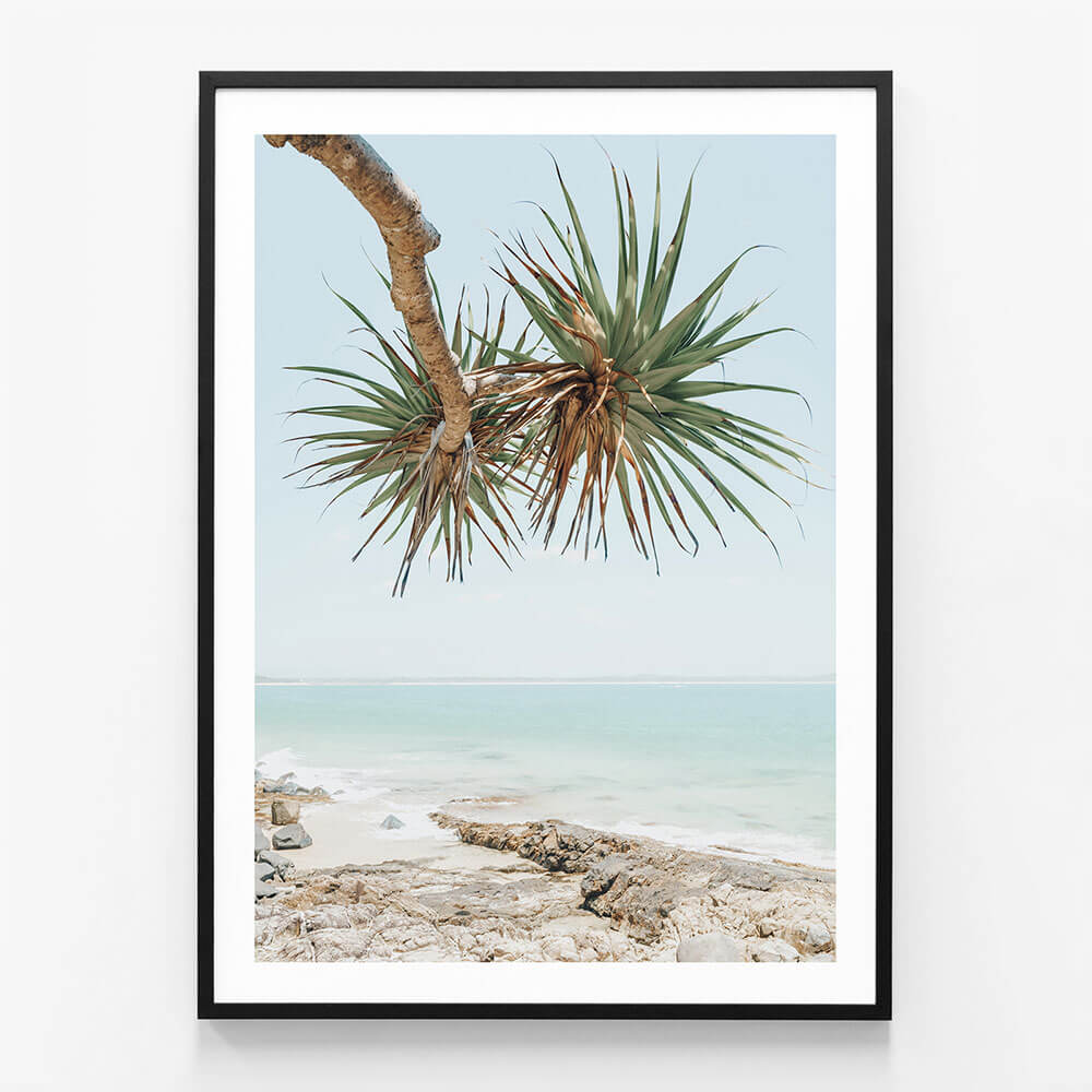 Noosa Pandanus