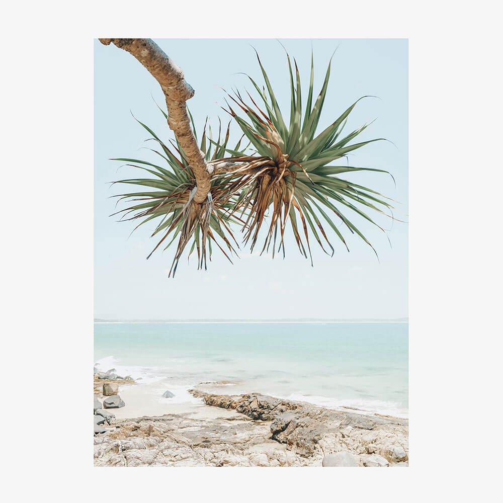 Noosa Pandanus