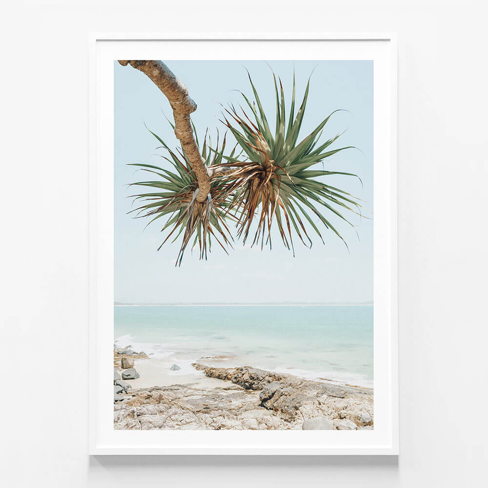 Noosa Pandanus
