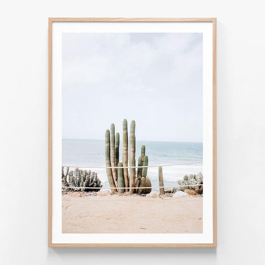 Ocean Cacti