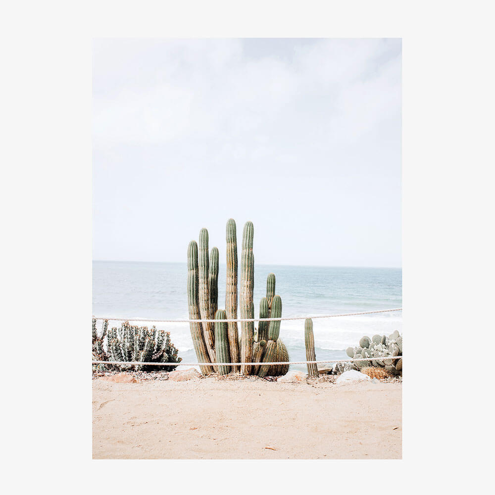 Ocean Cacti
