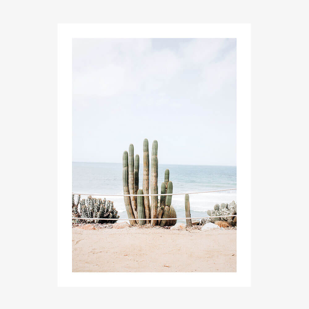 Ocean Cacti