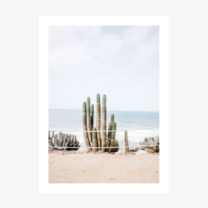 Ocean Cacti